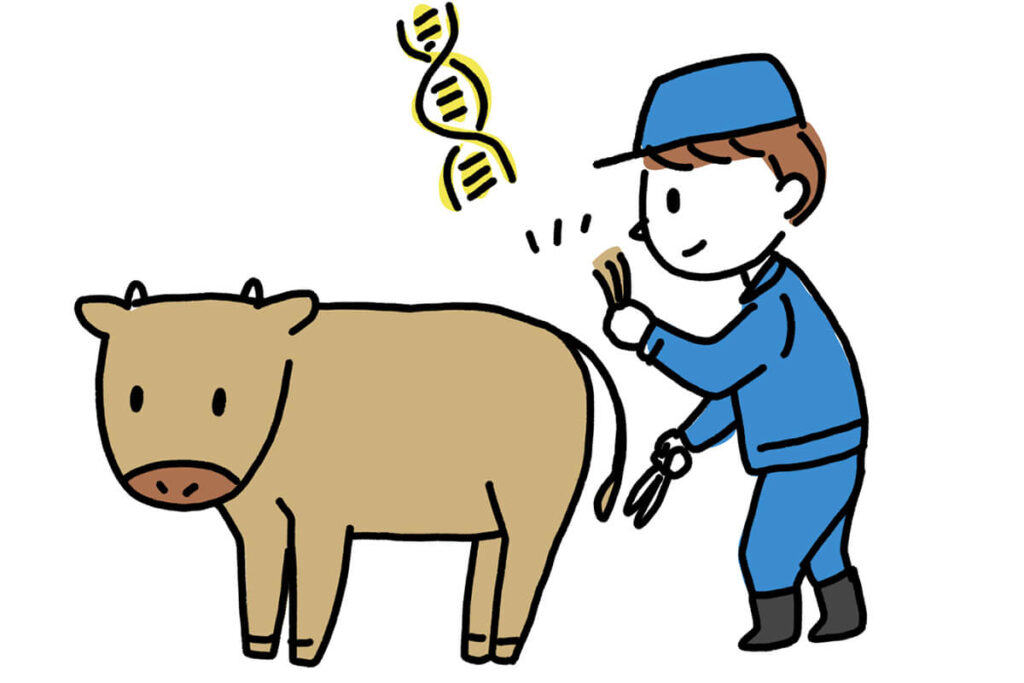 牛の毛根や耳片からDNAを採取